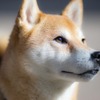 【“命の商品化”を考える vol.1】改正された動物愛護法から見えるのは？ 画像