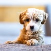 食物アレルギーをもつ犬はワクチン接種に注意、乳成分の「カゼイン」が副反応の原因に…麻布大らが発表 画像