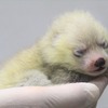 レッサーパンダの赤ちゃんが誕生、一般公開は11月を予定…静岡市立日本平動物園 画像