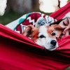愛犬とのグランピング体験が叶う「ドッグフレンドリーテント」を新設…ラフォーレグランピングフィールド 修善寺 画像