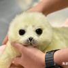 大阪・海遊館の飼育員が語る、オンライン特別講座「ワモンアザラシ 日本初の完全人工哺育の軌跡」開催…9月18日 画像