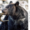 ヒグマの暮らしを追った写真絵本『ヒグマの旅』、文一総合出版より刊行 画像