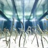 すみだ水族館、「チンアナゴ顔見せ祭り」を開催…5月3日～5月5日 画像