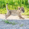 那須ハイランドパーク、ライオンの赤ちゃんとのふれあい体験を実施…10月1日～10月31日 画像