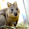 埼玉県こども動物自然公園にクオッカがやって来た…国内での飼育は唯一 画像