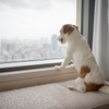 マンダリン オリエンタル 東京、愛犬と宿泊可能なサービスを開始 画像