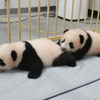 双子パンダの名前決定、込められた意味は…2022年1月に公開予定 上野動物園 画像