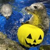 マクセル アクアパーク品川、「アクアハロウィンウイーク」を開催…10月25日～10月31日 画像