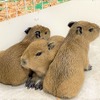 三つ子のカピバラ、アニタッチみなとみらいで誕生…すくすく成長中 画像