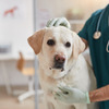 【獣医療の最前線】犬のがん治療に期待が高まる、抗体薬を使った臨床試験［インタビュー］ 画像