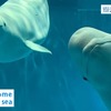 自宅で全国10箇所の水族館を楽しめる「水族館オンライン配信」開催…日本財団 画像