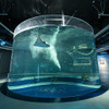 アートとアクアリウムが融合した新たな水族館「アトア」、神戸にオープン 画像