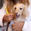 「いい歯の日」に、愛犬の歯磨き教室を開催…日本ペット歯みがき普及協会 画像