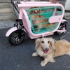 愛犬と一緒に乗れるEバイク登場、折りたたんで車載も可能 画像