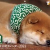 「25代目豆助カレンダー2022」発売、壁掛けと卓上の2タイプ 画像
