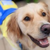 地震の時、介助犬や車椅子ユーザーの安全をどう守るか？…日本介助犬協会が「シェイクアウト訓練」を実施 画像