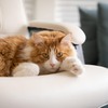 ペット由来のアレル物質、積極的に対処していない人が8割…パナソニック調べ 画像