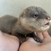 コツメカワウソの5つ子が誕生、公開は22年1月を予定…横浜・八景島シーパラダイス 画像
