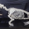 世界最大級のセイウチの全身骨格標本を公開、22年1月まで特別レクチャーなども実施…鴨川シーワールド 画像
