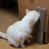 実際使ってみると…自立式爪とぎを改良する【ねこDIY】 画像