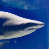 超サメ展のフィナーレは「シャークナイト」、22年1月8・9日開催…アクアワールド茨城県大洗水族館 画像