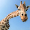 国内最高齢のキリン「モモ」、天国へ…那須サファリパーク 画像