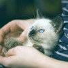災害が起こった時、ペットはどうすればいいの？vol.2 …日常の訓練と周りへの配慮 画像
