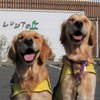 介助犬や元候補犬の“日常”を知る…「キャリアチェンジ犬交流会」開催 画像