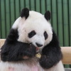 パンダ・タンタンの返還が22年12月末まで延長に、病状を考慮…神戸市立王子動物園 画像