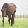 引退した競走馬、その後の「馬生」を支える活動とは…まとめ 画像