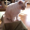 冬に猫とくれば…「ねこたつ」を作る【ねこDIY】 画像