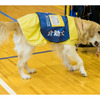 「褒めてもらえてうれしい」介助犬…まとめ 画像
