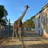 キリンに専用保温サポーター、ダイヤ工業が開発…大牟田市動物園 画像