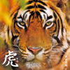 岩合光昭氏による絶滅危惧種のベンガルトラ集大成『虎 とら』、クレヴィスより刊行 画像