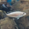 鱗食魚の右利き・左利きはいつ決まる？…アクア・トト ぎふにて展示、研究成果も紹介 画像