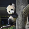 休園中も元気な双子パンダ・シャオシャオとレイレイ、体重は15kgに…上野動物園 画像