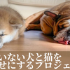 日本獣医生命科学大学、「家族のいない犬と猫をしあわせにするプロジェクト」のクラウドファンディングを開始…3月16日まで 画像