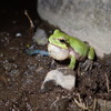 オンライン自然観察会、第3回「夜の田んぼを探検！カエル合唱団を生中継」…5月24日 画像