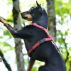 犬用ハーネス「ハキハナ」に新色・ロッソカラーが登場 画像