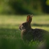 アメリカでウサギの感染症が流行 画像