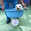 伊勢シーパラダイス、ゴマフアザラシの赤ちゃんの貴重映像を公開 画像