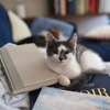 猫関連の本、約130点を紹介…楽天ブックスにて「ねこフェア 2022」開催 画像