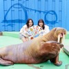 メスのセイウチ「ヒマワリ」が南知多ビーチランドへ嫁入り…伊勢シーパラダイス 画像