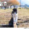 猫駅長・らぶの日常が映画に…劇場版「にゃん旅鉄道」今夏公開決定 画像