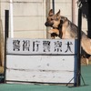 【働く犬たち】警察犬編…鋭い嗅覚を生かし捜査現場で活躍［インタビュー］ 画像