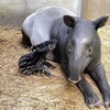 マレーバクの赤ちゃん誕生、17年ぶり…よこはま動物園ズーラシア 画像