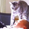 【赤ちゃんと猫 vol.2】猫のストレスが限界に！ 赤ちゃんに慣れるまでの14日間 画像