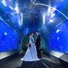 シェラトン都ホテル大阪×海遊館＆ニフレル、フォトウェディングプランの予約受付を開始 画像