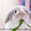 「うさぎしんぼる展 2022 in 大阪」開催、3月3日“うさぎの日”は限定イベントも…2月23日～3月6日 画像