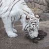 ホワイトタイガーが鹿肉をガリガリ！「屠体給餌」ってなに？…東武動物公園 画像